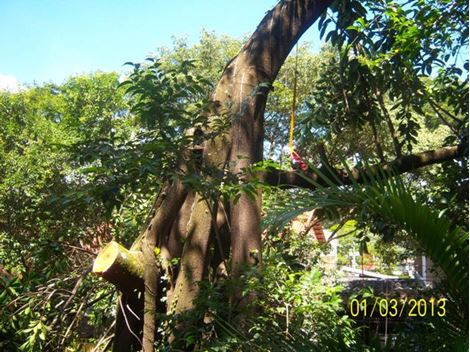 Poda de Árvore Privada na Vila Madalena