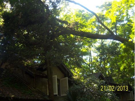 Poda de Árvore Privada na Vila Mariana