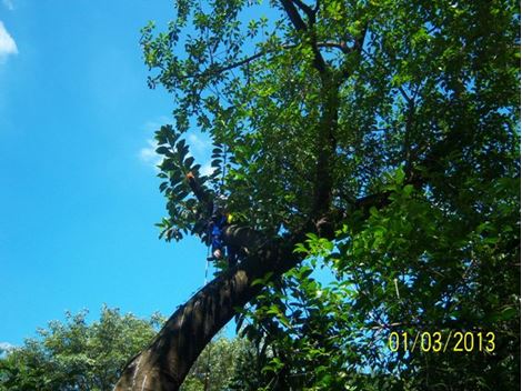 Poda de Árvore Privada no Pacaembu