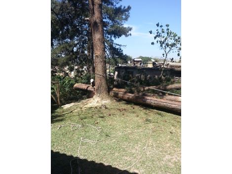 Corte de Árvores no Panambi