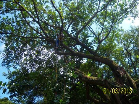 Serviço de Poda de Árvores na Lapa