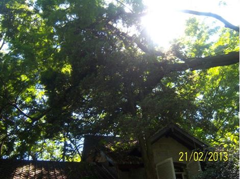 Serviço de Poda de Árvores no Butantã