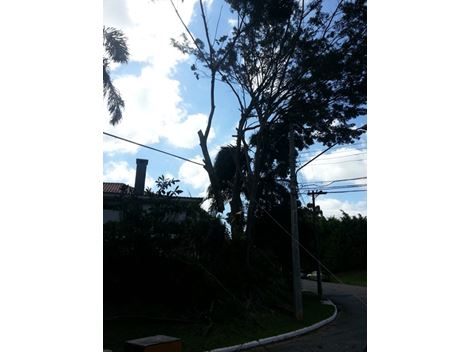 Retirada de Troncos na Vila das Belezas
