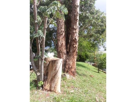 Retirada de Troncos na Vila Mariana