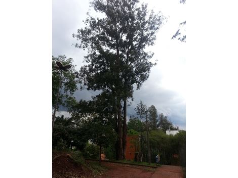 Retirada de Troncos na Zona Norte
