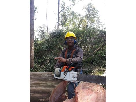 Retirada de Troncos no Pacaembu