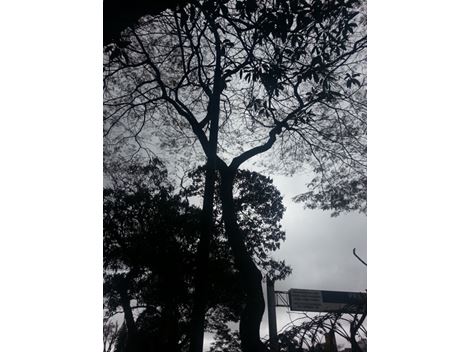 Retirada de Troncos no Parque América