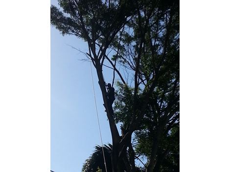 Transplante de Árvores na Vila Madalena