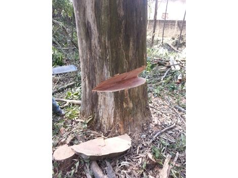 Empresa de Poda de Árvore no Morumbi