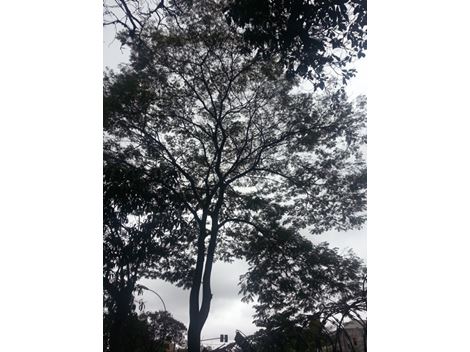 Empresa de Poda de Árvore na Cidade Dutra