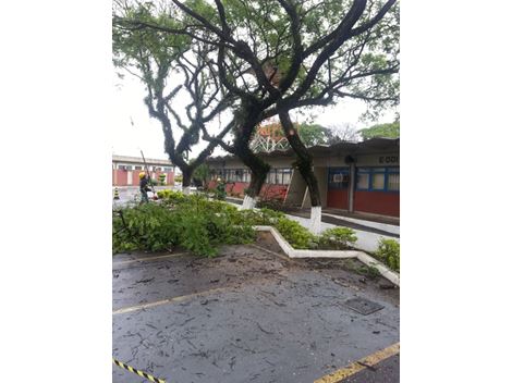 Poda de Árvore no Panambi