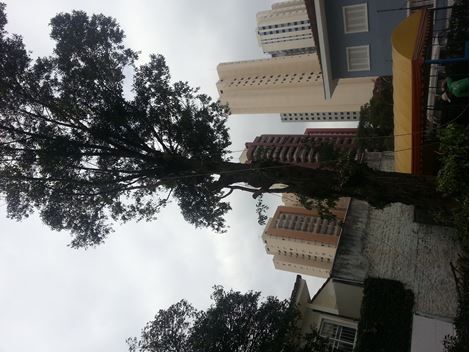 Poda de Arvores em Jardim Caboré