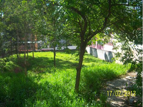 Poda de Arvores em Parque Edu Chaves