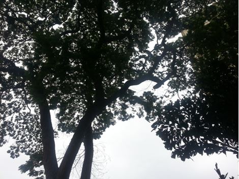 Poda de Árvores em São Paulo