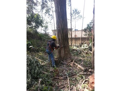 Corte de Árvore com Problemas na Cidade Ademar