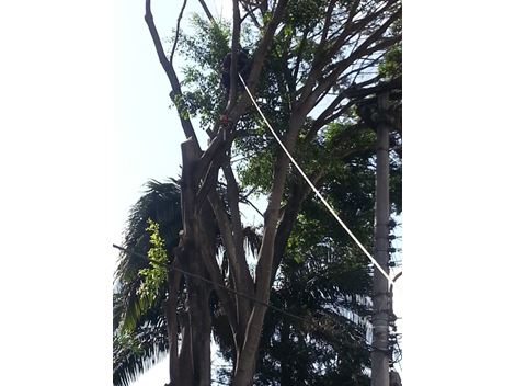 Corte de Árvore com Problemas na Cidade jardim