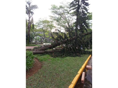 Corte de Árvore com Problemas no Panambi