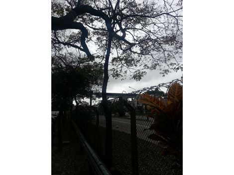 Corte de Árvore no Campo Grande