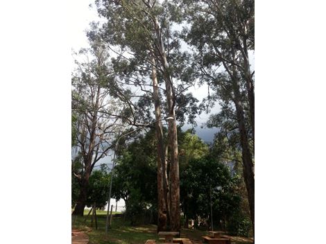 Corte de Árvores no Tucuruvi